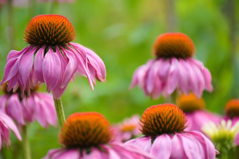 Echinacea purpurova.jpg
