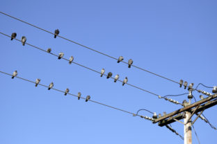 Vtáky, elektrické vedenie