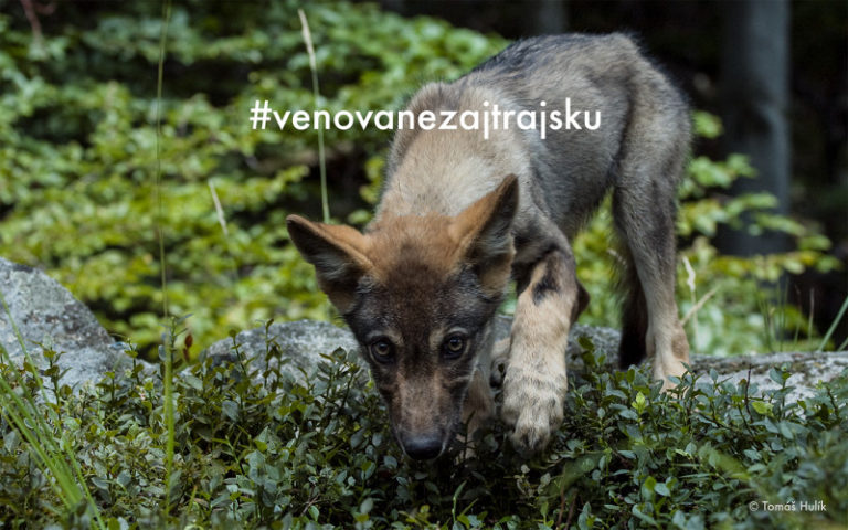Stratlab_vlk_vizual.jpg