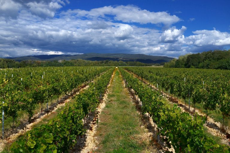 Vinica rv.jpg