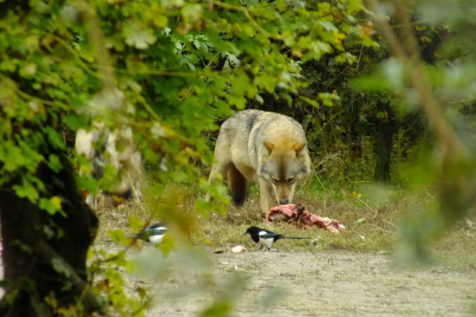 Vlk s koristou©jergus tesak_wwf.jpg