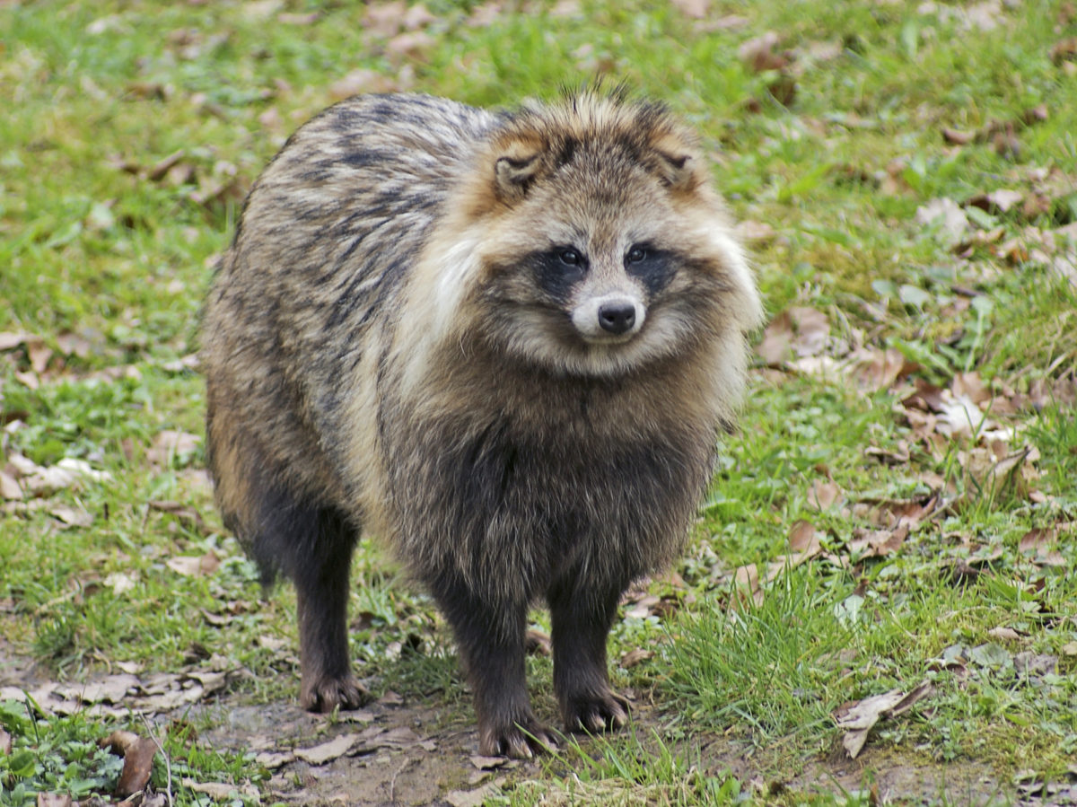 Psík medvedíkovitý