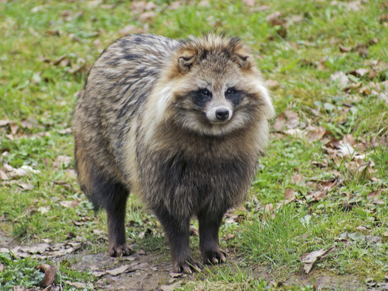 Psík medvedíkovitý