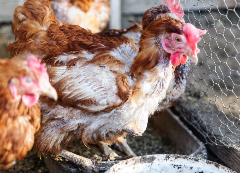 AGRO: Chov sliepok