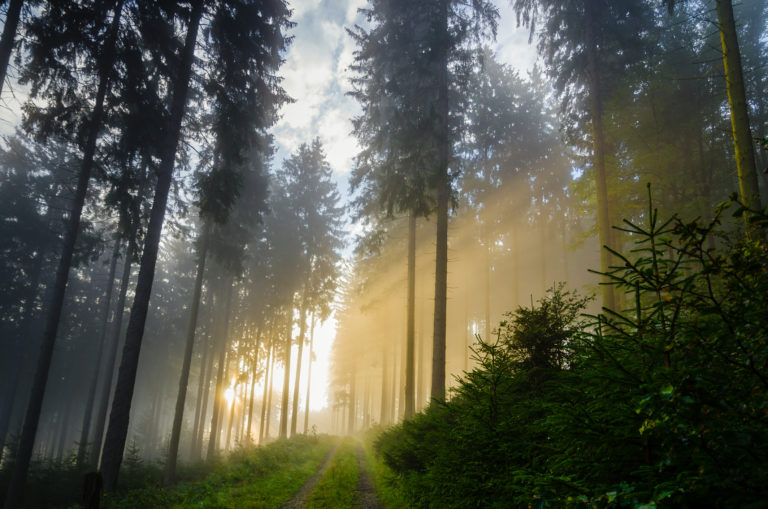 Foggy morning in a spruce forest with strong sunbeams in autumn.