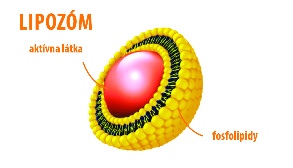 Lipozom obra zok aarka.jpg