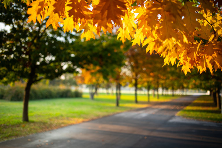 Javor, park
