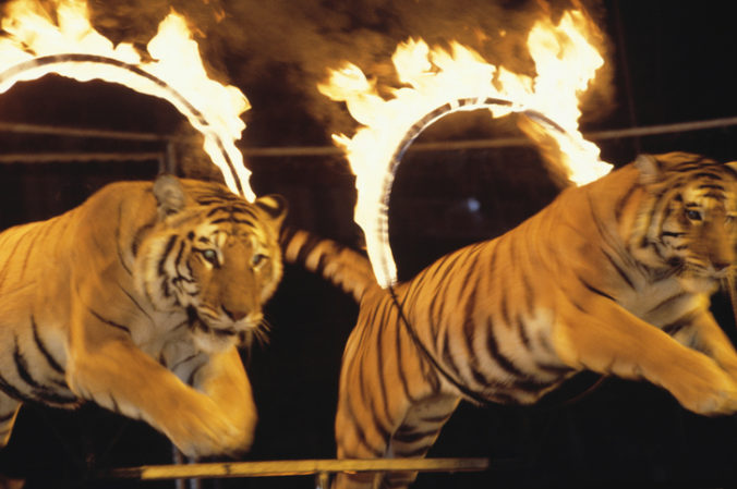 Cirkus tiger