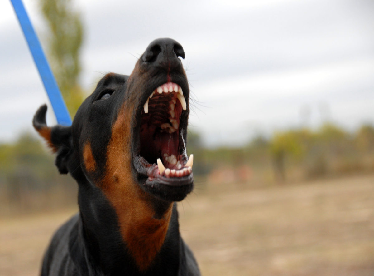 Doberman