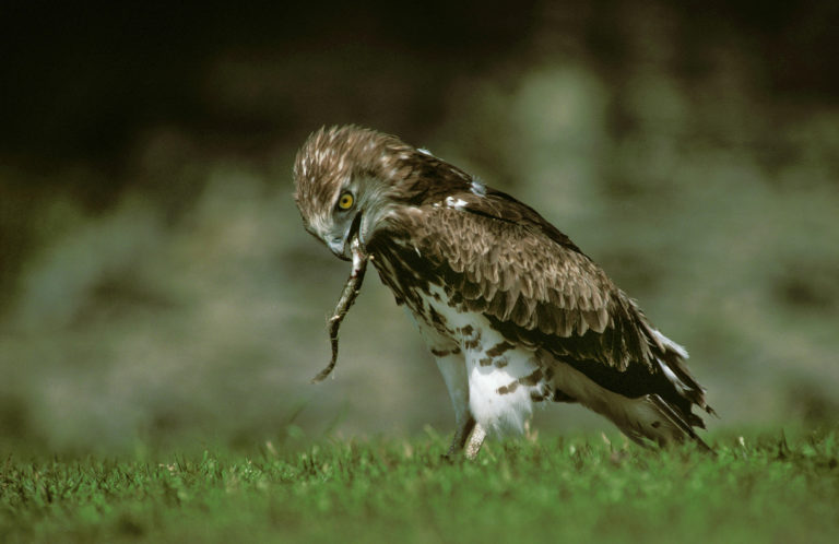 Hadiar krátkoprstý, Circaetus gallicus