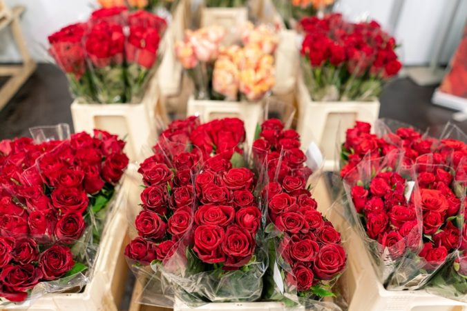 Warehouse refrigerator, Wholesale flowers for flower shops. Red roses in a plastic container or bucket. Online store. Floral shop and delivery concept.