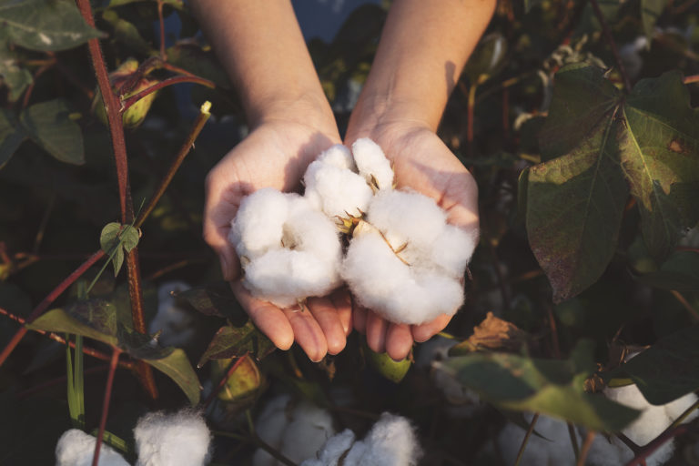In the hands of the cotton grower harvested cotton