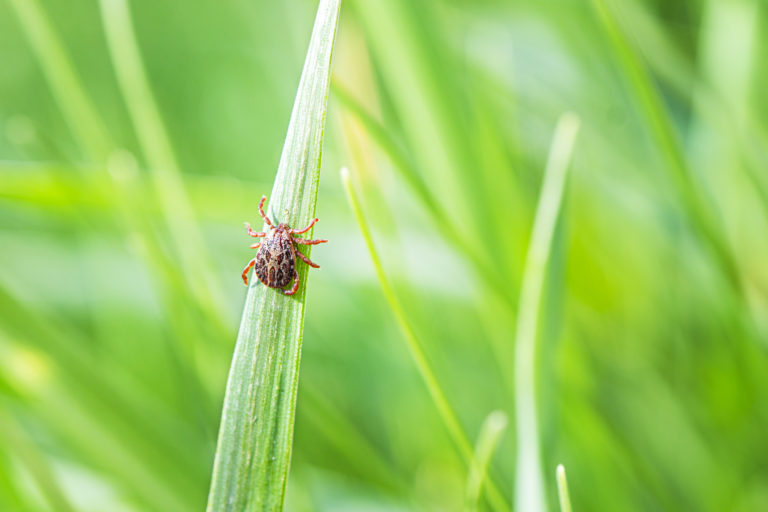 Lyme Borreliosis Disease or Encephalitis Virus Infectious Dermacentor Tick Arachnid Parasite Macro. Encephalitis Infected Tick Insect on Green Grass in the sunshine of summer.