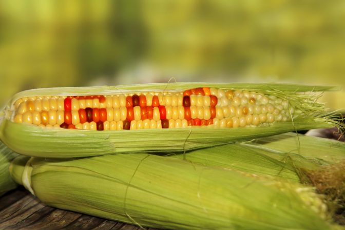 GMO, geneticky modifikované organizmy