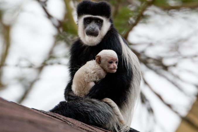 Mantled guereza and its baby