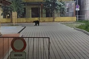 Medveď, Žiar nad Hronom