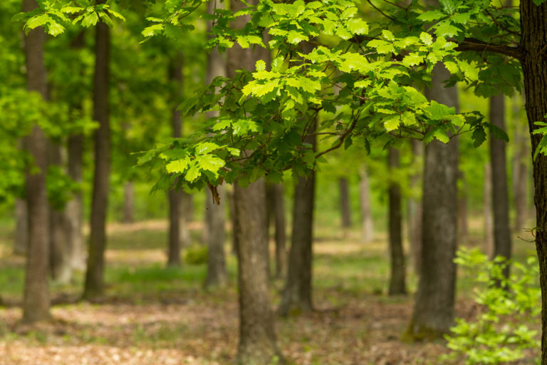 Green oak forest in spring time