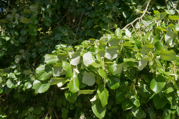 Summer Foliage of a Weeping Silver Lime Tree (Tilia tomentosa 'Petiolaris') in a Park in Rural England, UK