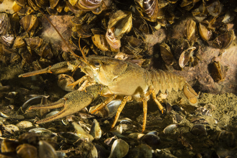 Rak bahenný, Astacus leptodactylus