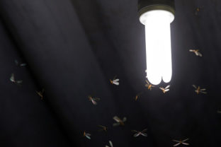 Hmyz, lampa, mušky