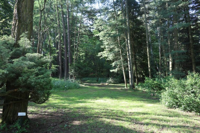 Lesnicke arboretum kysihybel.jpg