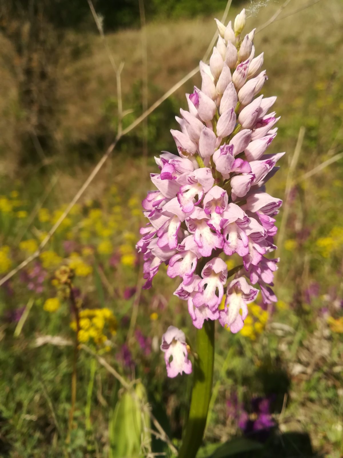 Broz orchideove pasienky.jpg