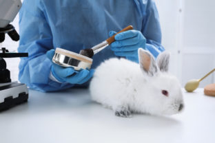 Zvieratá, zajac, testovanie, kozmetika