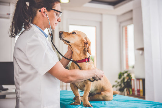 Veterinár, pes