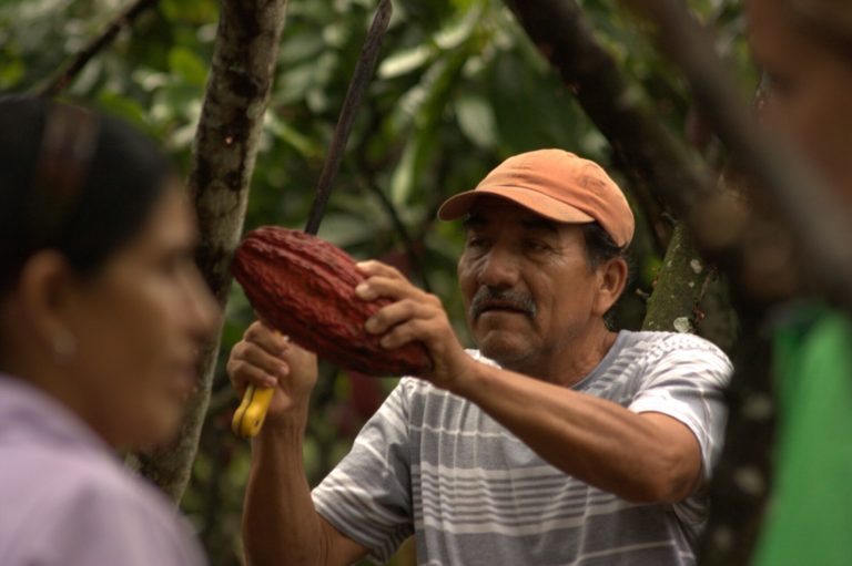 Sustainabilitythriving peoplesupply chaincocoa harvesting.jpg