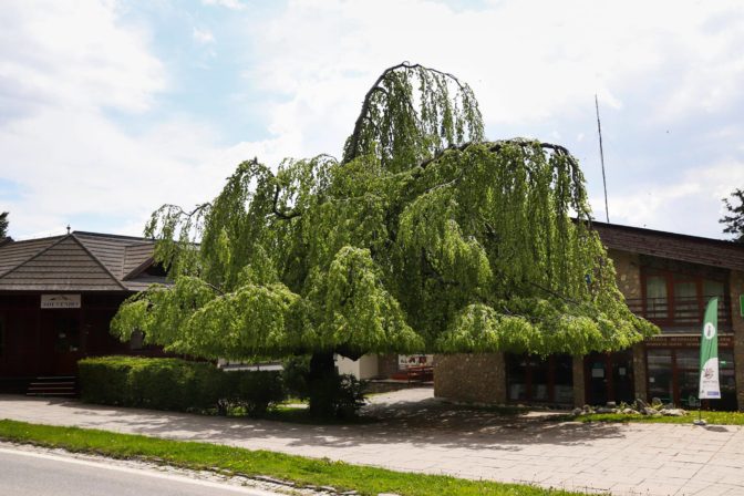 Strom roka 2021, buk lesný
