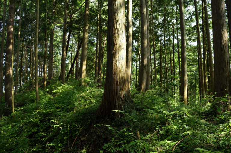 Mt.Mitake (Okutama, Tokyo 2020 Summer)