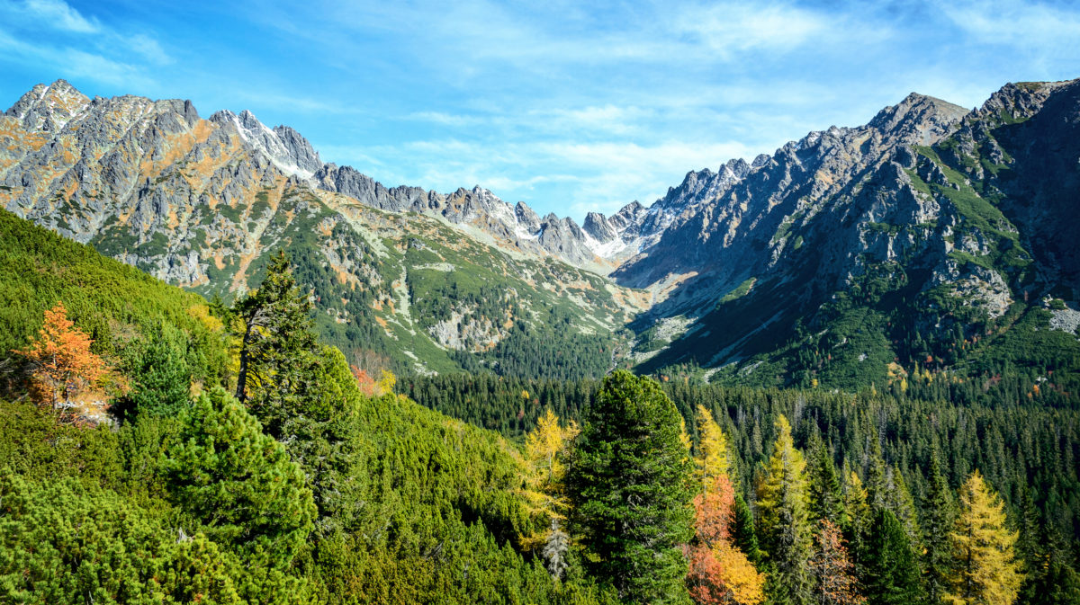 Les, Vysoké Tatry