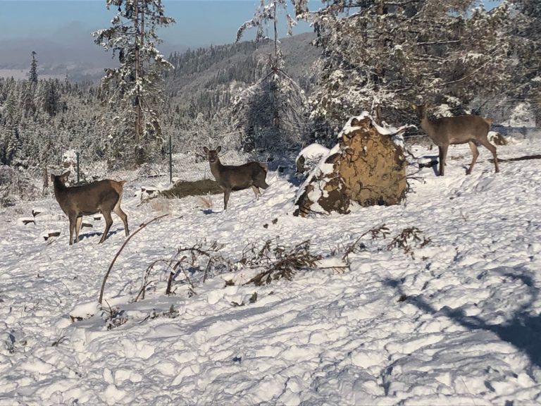 Zima, jelenice