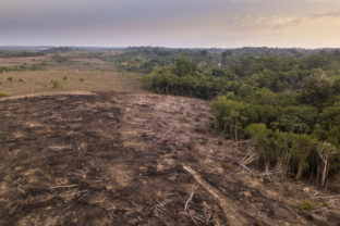 Drone aerial view of deforestation in the amazon rainforest. Trees cut and burned on illegally to open land for agriculture and livestock in the Jamanxim National Forest, Para, Brazil. Environment.