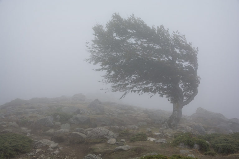 Strom, vietor, víchrica
