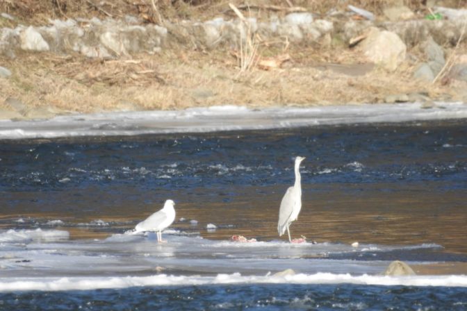 Zimné sčítanie, vtáky