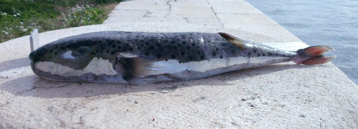 štvorzubec striebropasý