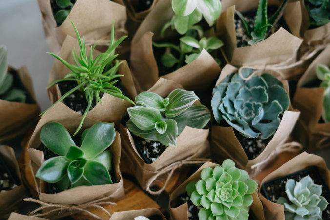 Eco friendly reusable eco bag and succulents. Houseplants.