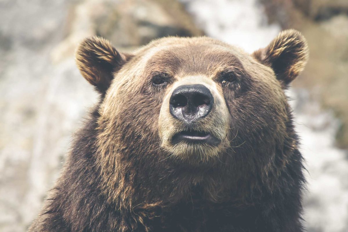 Bear_1.jpg