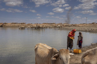 Ethiopia Horn of Dama Mohammed, who says two of her eight cows died, fetches water from a pond to take back to two of her other cows which are unable to walk, at Beda'as Kebele, Danan woreda in the Shabelle zone of the Somali region of Ethiopia Tuesday, Jan. 18, 2022. In Ethiopia's Somali region, people have seen the failures of what should have been three straight rainy seasons and Somalia, Kenya, and now Ethiopia have raised the alarm about the latest climate shock to a fragile region. Africa Drought