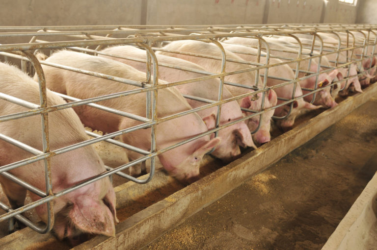 The farm pigs