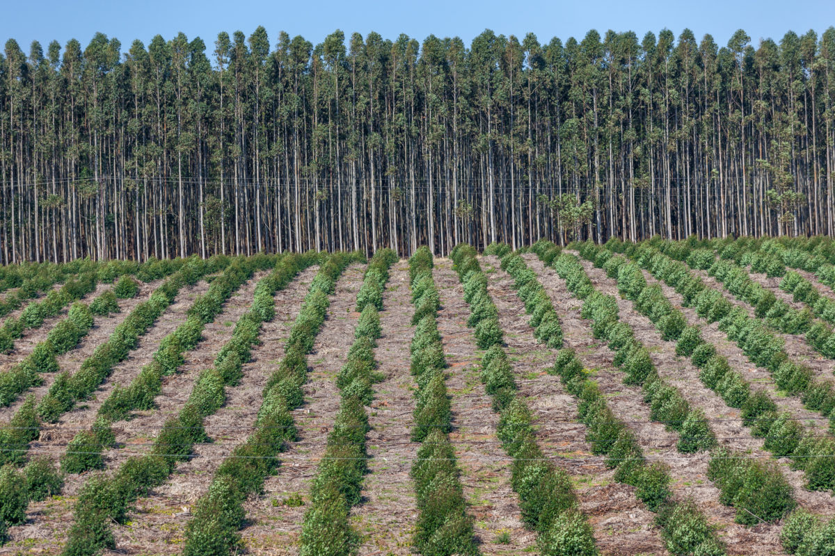 Trees Plantations