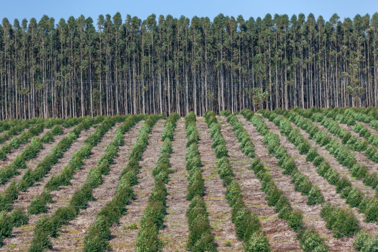 Trees Plantations