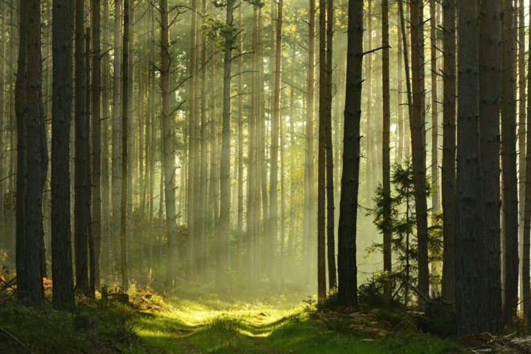 Sunbeams breaking through Pine Tree Forest at Sunrise