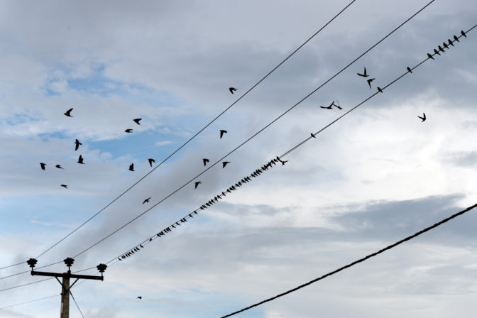 Birds on power line