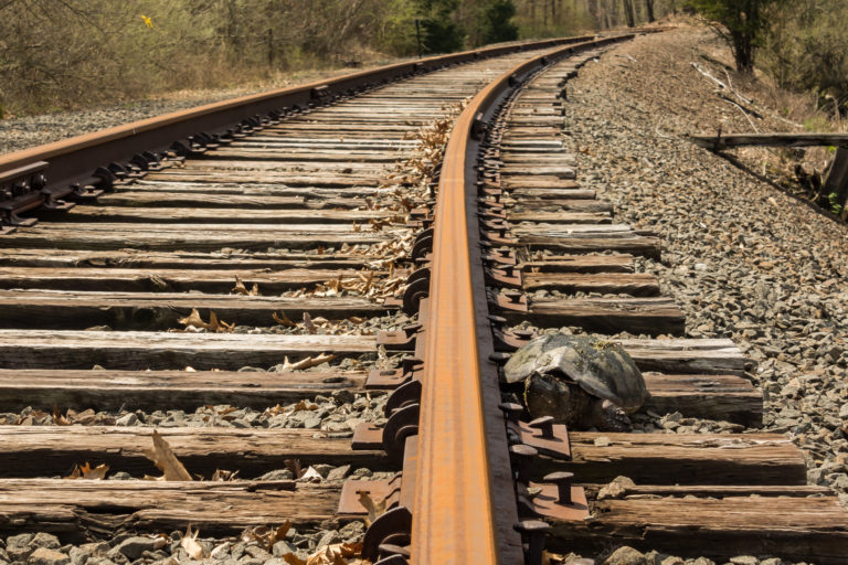 A Snapping Turtle desperately trying to cross train tracks.