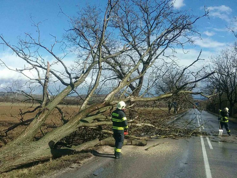 Hasič, hasiči, spadnutý strom