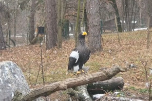 Zoo bojnice orliak bielokridly.jpg