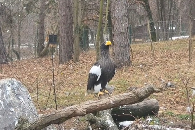 Zoo bojnice orliak bielokridly.jpg