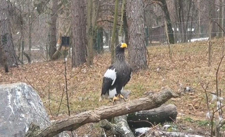 Zoo bojnice orliak bielokridly.jpg